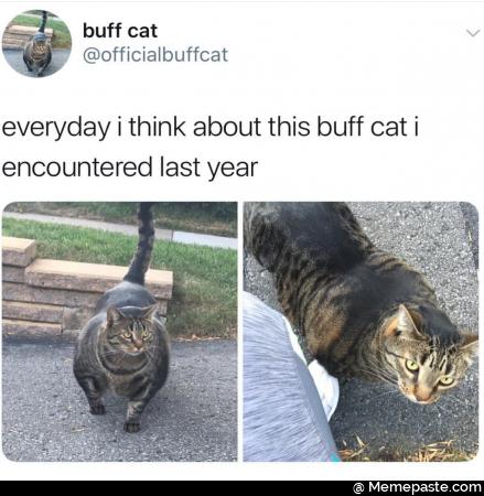 Everyday I think about this buff cat I encountered last year