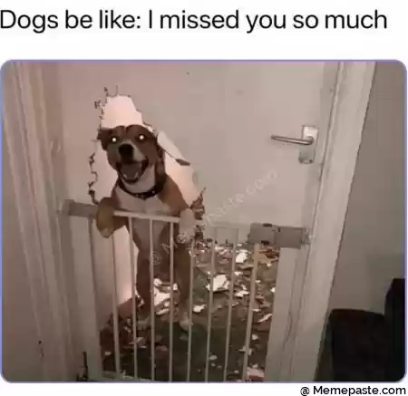 Dogs be like I missed you so much r n quot quot W quot quot quot A j quot quot quot r n o p r nt v r r n I sect I r na w r n a w r ns r n quot i N l r n g I quot I r n In i r K o sh r n t r nf f f i l r n r n 
