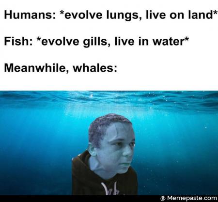 Humans evolve lungs live on land evolve gills live in water whales 