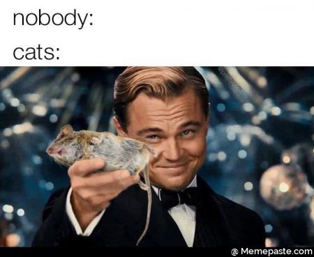 Nobody cats