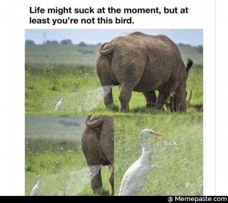 Life might suck at the moment but at least you are not this bird