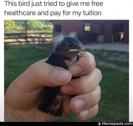 This bird just tried to give me free healthcare and pay for my tuition