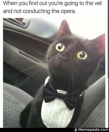 When you find out you re going to the vet not conducting the opera If 