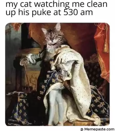 my cat watching me clean r puke at am r n r i W r nw w r n r If quot r n r n r n r n pound k A s r n r n quot I r n r n 