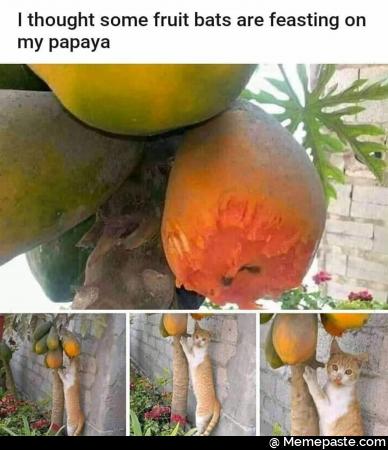 I thought some fruit bats are feasting on my papaya