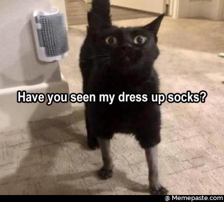 Have you seen my dress up socks?