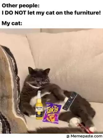 other people r nI DO NOT let my ca on he furniture r r n r r nI r n r n r nI quot a r nq V h r n r n It r i r n k alas r n r n j quot x r n r n 