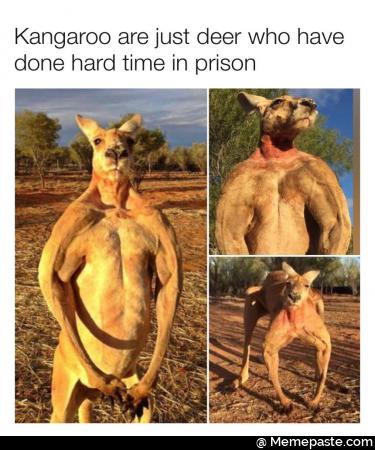 Kangaroo are just deer who have hard time in prison my an is if oi 