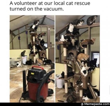 volunteer at our local cat rescue on the vacuum 