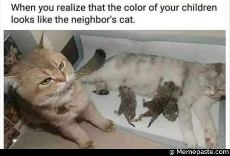 When you realize that the color of your children like the neighbor cat Pi 