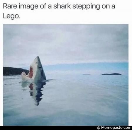 Rare image of a shark stepping on a Lego