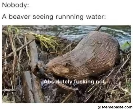 Nobody r nA beaver seeing water r n v T j Es quot I r n X W a sect W sect r n IN V quot r n quot i quot f I f r n I V l 2 I quot r nv u j quot Yr r n I f I r V r n quot quot quot e r n r n 