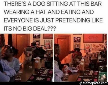 THERE DOG SITTING AT THIS BAR HAT AND EATING AND IS JUST PRETENDING LIKE nITS NO BIG DEAL nE 