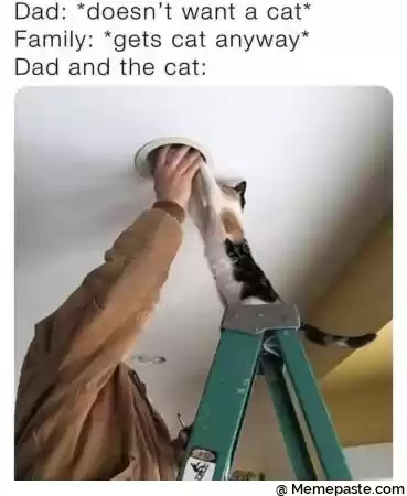 Dad doesn t want a cat r gets cat anyway r and the cat r n r n pound r n I v r n r n 