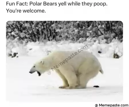 Fun Fact Polar Bears yell while they poop r re welcome r n V J I r nu a r n K quot r n r n r n n n g p r n I u r n r nl I O r n r n e I r n J A b r n r n- r n r n 