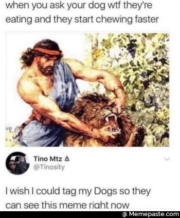 When you ask your dog wtf they are eating and they start chewing faster. I wish I could tag my dogs right now so they can see this meme right now