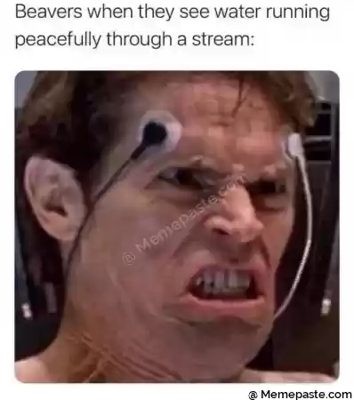 Beavers when they see water running r through a stream r n s r n r na r nI r ng r n r n 