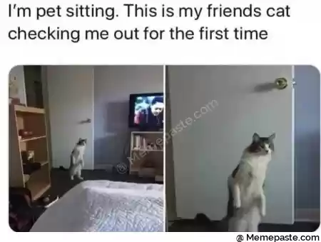 I m pet sitting This is my friends cat r me out for the first time r n v r n cent r n l r n r n 