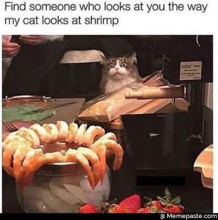 Find someone who looks at you the way cat looks at shrimp nu cent sect 