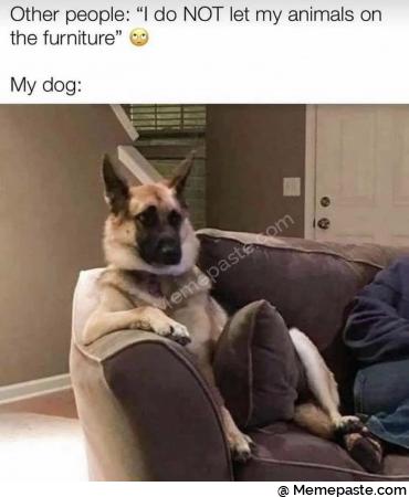 Other people I do NOT let my animals on r furniture V r dog r n r n I r n r n 