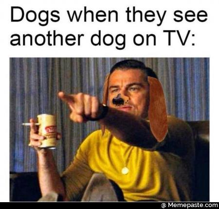Dogs when they see another dog on tv