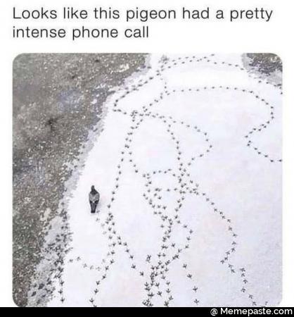 Looks like this pigeon had pretty phone call an or buy at nIt sect nA it 