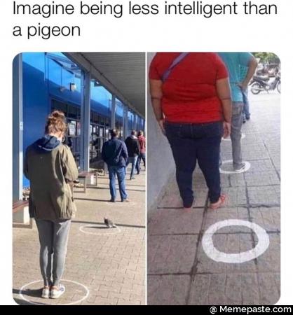Imagen being less intelligent than a pigeon